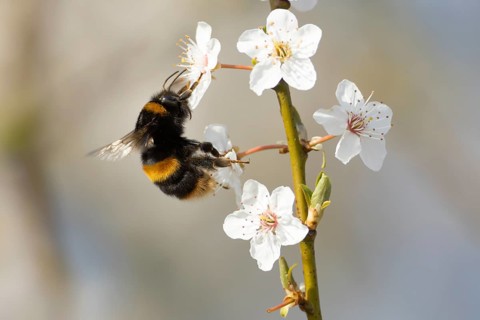 Buff tailed bumblebee (Bombus terrestris) adult bee insect feeding on Blackthorn tree blossom in