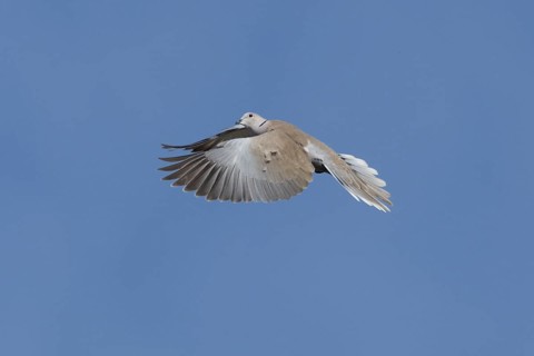 Collared dove (Streptopelia decaocto) adult bird in flight, England, United Kingdom
