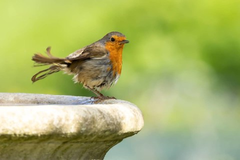 European robin (Erithacus rubecula) adult bird on a garden bird bath, England, United Kingdom