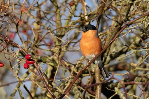 Eurasian bullfinch (Pyrrhula pyrrhula) adult male bird in a hedgerow in winter, England, United