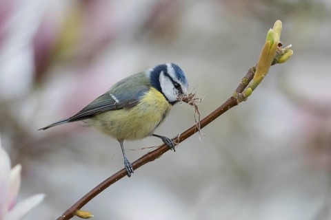 Blue tit (Cyanistes Caeruleus) adult bird with nesting material in its beak on a flowering garden
