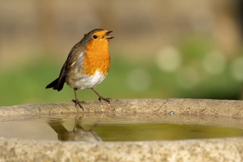 European robin (Erithacus rubecula) adult bird drinking on a garden bird bath, England, United