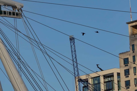 Great cormorant (Phalacrocorax carbo) two adult birds flying pass the spokes of the London Eye,