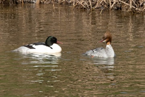 Goosander (Mergus merganser) adult male and female birds on water of a river, England, United