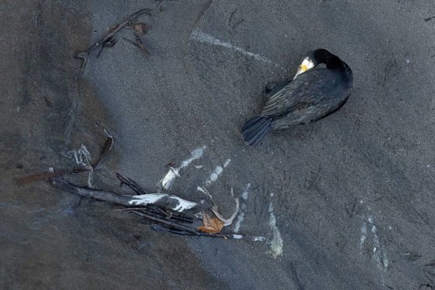 Great cormorant (Phalacrocorax carbo) adult bird preening, Italy