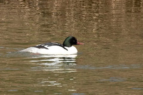 Goosander (Mergus merganser) adult male bird on water of a river, England, United Kingdom