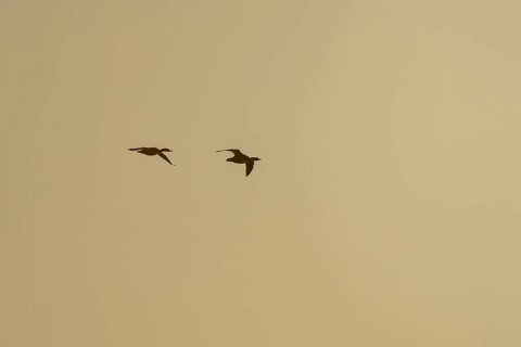 Goosander (Mergus merganser) silhouette of two adult birds in flight at sunset, England, United