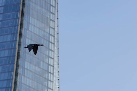 Great cormorant (Phalacrocorax carbo) adult bird flying pass The Shard building, London, England,
