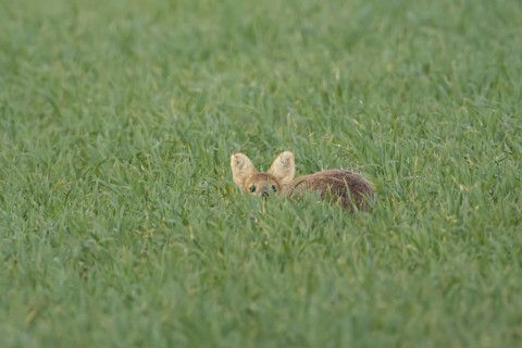 Chinese water deer (Hydropotes inermis) adult animal sitting in a farmland cereal field, England,