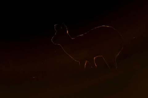 Chinese water deer (Hydropotes inermis) silhouette of an adult animal backlite in a fenland field