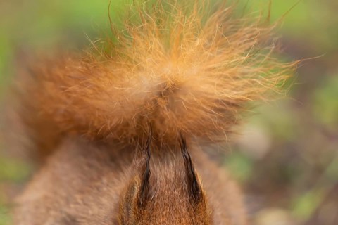 Red squirrel (Sciurus vulgaris) adult animal close up of its tail and ears, England, United Kingdom