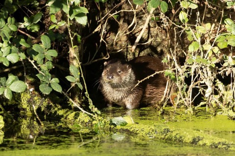European otter (Lutra lutra) adult animal on the edge of an urban lake, England, United Kingdom