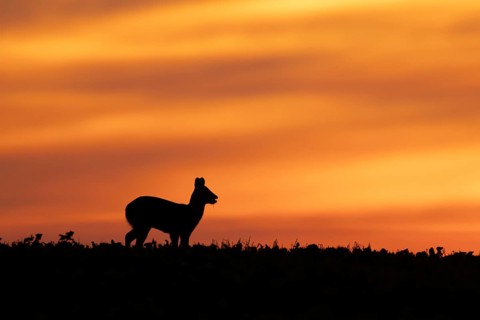 Chinese water deer (Hydropotes inermis) silhouette of an adult animal feeding in a farmland field