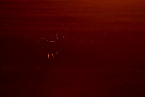 Chinese water deer (Hydropotes inermis) adult animal rim lite in a farmland cereal field at sunset,