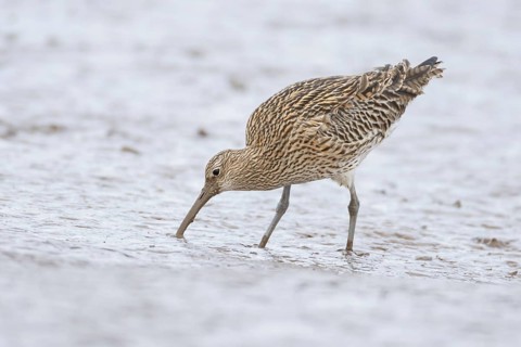 Eurasian curlew (Numenius arquata) adult wading bird searching for food on a mudflat, England,