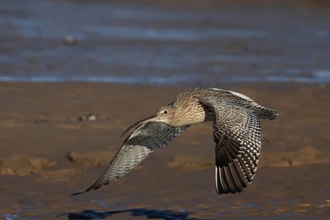 Eurasian curlew (Numenius arquata) adult wading bird flying across a beach, England, United Kingdom