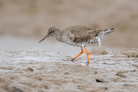 Common redshank (Tringa totanus) adult wading bird on a coastal mudflat, England, United Kingdom