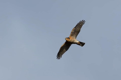 Eurasian sparrowhawk (Accipiter nisus) adult male bird of prey flying, England, United Kingdom