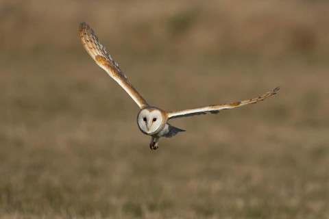 Barn owl (Tyto alba) adult bird in flight over a farmland field, England, United Kingdom