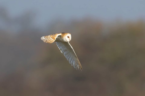 Barn owl (Tyto alba) adult bird in flight, England, United Kingdom