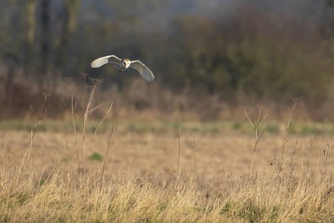 Barn owl (Tyto alba) adult bird in flight hunting in the countryside, England, United Kingdom