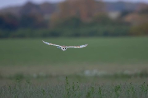 Barn owl (Tyto alba) adult bird in flight hunting over countryside, England, United Kingdom