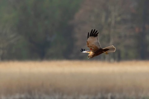 Marsh harrier (Circus aeruginosus) adult bird of prey flying over a reedbed, England, United