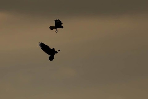Marsh harrier (Circus aeruginosus) silhouette of two adult birds of prey in flight performing a
