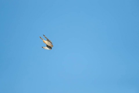 Common kestrel (Falco tinnunculus) adult bird of prey flying diving down for prey, England, United