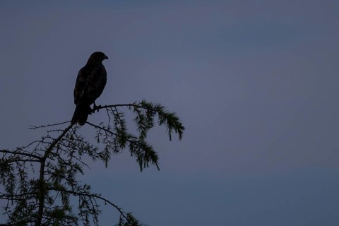 Common buzzard (Buteo buteo) silhouette of an adult bird on a tree at sunset, England, United