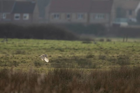 Barn owl (Tyto alba) adult bird in flight hunting over marshland with houses in the background,