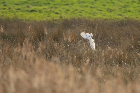 Barn owl (Tyto alba) adult bird diving in flight hunting over marshland, England, United Kingdom