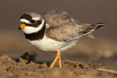 Ringed plover (Charadrius hiaticula) adult wading bird on a beach, England, United Kingdom
