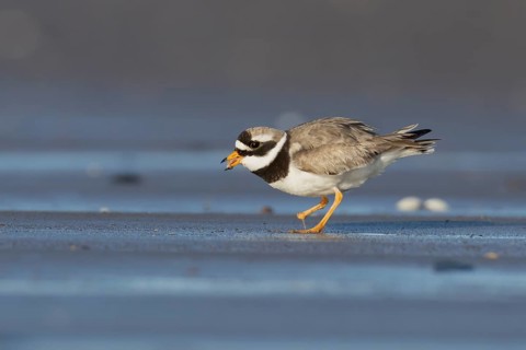 Ringed plover (Charadrius hiaticula) adult wading bird feeding on a beach, England, United Kingdom