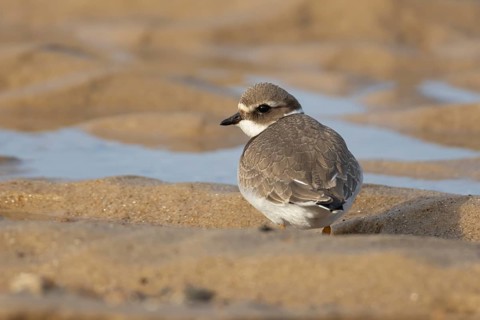 Ringed plover (Charadrius hiaticula) juvenile wading bird on a beach, England, United Kingdom