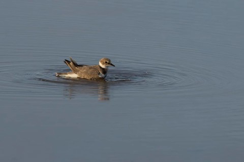 Little ringed plover (Charadrius dubius) adult wading bird bathing in water of a shallow coastal