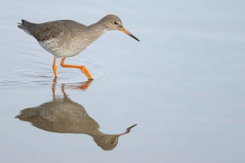 Common redshank (Tringa totanus) adult wading bird in water of a shallow lagoon, England, United