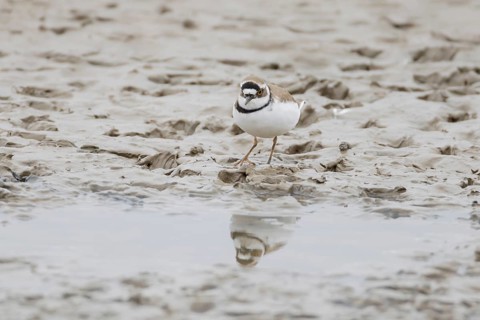 Little ringed plover (Charadrius dubius) adult wading bird on a mudflat, England, United Kingdom