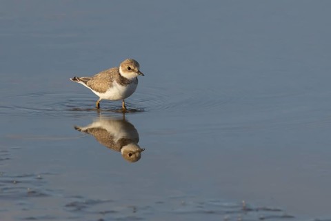 Little ringed plover (Charadrius dubius) adult wading bird in water of a shallow coastal lagoon,