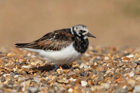 Ruddy turnstone (Arenaria interpres) adult wading bird in summer plumage on a shingle beach,