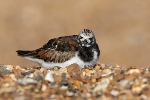 Ruddy turnstone (Arenaria interpres) adult wading bird in summer plumage sitting on a shingle