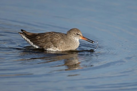 Common redshank (Tringa totanus) adult wading bird feeding in water of a shallow lagoon, England,