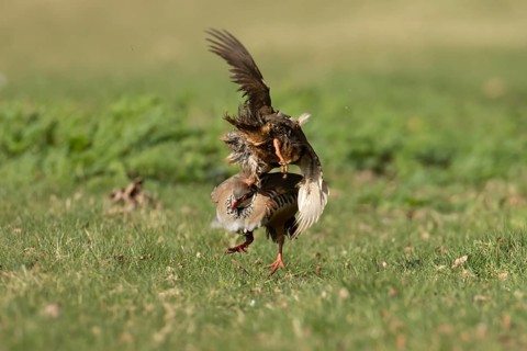 Red legged partridge (Alectoris rufa) two adult game birds fighting on grassland, England, United