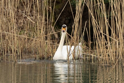 Mute swan (Cygnus olor) adult bird collecting reed stems to build its nest in the springtime,
