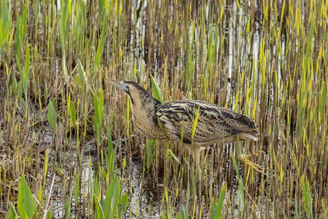 Great or Eurasian bittern (Botaurus stellaris) adult bird in a reedbed, England, United Kingdom