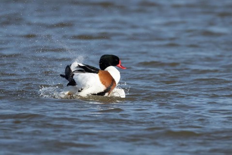 Shelduck (Tadorna tadorna) adult bird washing itself on the water surface of a lake, England,