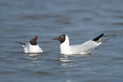 Black headed gull (Chroicocephalus ridibundus) two adult birds on the water of a lagoon, England,