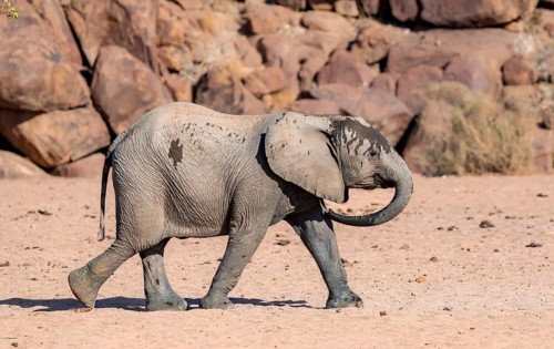 Juvenile African elephant (Loxodonta africana), desert elephant, near the Hoanib River, Damaraland,