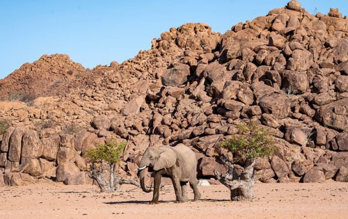 African elephant (Loxodonta africana), desert elephant, near the Hoanib River, Damaraland, Kunene