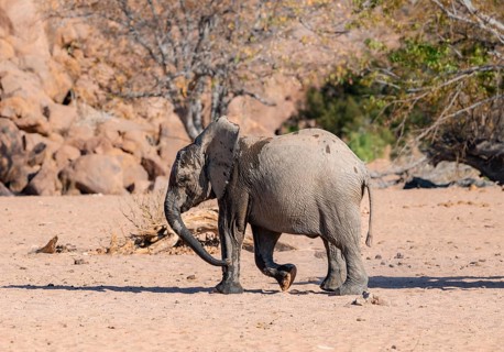 Juvenile African elephant (Loxodonta africana), desert elephant, near the Hoanib River, Damaraland,